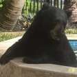 Urso invade quintal, curte hidro e acaba capturado com rosquinha nos EUA
