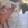 Porca criada com cachorros no Paraná aprendeu a latir e surpreende família