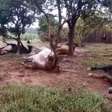 Vídeo mostra cavalos que morreram após ficarem amarrados; imagens são fortes