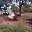 Vídeo mostra cavalos que morreram após ficarem amarrados; imagens fortes