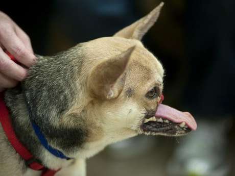 Foto: Gregory Urquiaga/UC Davis/Divulgación La perrita héroe Kabang, que perdió la parte superior de su mandíbula cuando salvó a dos niñas en Filipinas, llegó a Estados Unidos para ser operada. Sin embargo, estudios realizados a la perrita arrojaron que tiene un tumor venéreo transmisible en el corazón, por lo que tendrá que ser tratada antes de reconstruirle la mandíbula.La perra, de raza mixta, se hizo famosa al arriesgar su vida cuando se lanzó sobre una motocicleta para salvar la vida de la hija y la sobrina de su dueño, perdiendo parte de su hocico