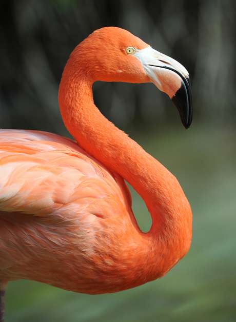 A vida selvagem caribenha é defendida pelos parques nacionais, sempre abertos à visitação do turista A vida selvagem caribenha é defendida pelos parques nacionais, sempre abertos à visitação do turista
