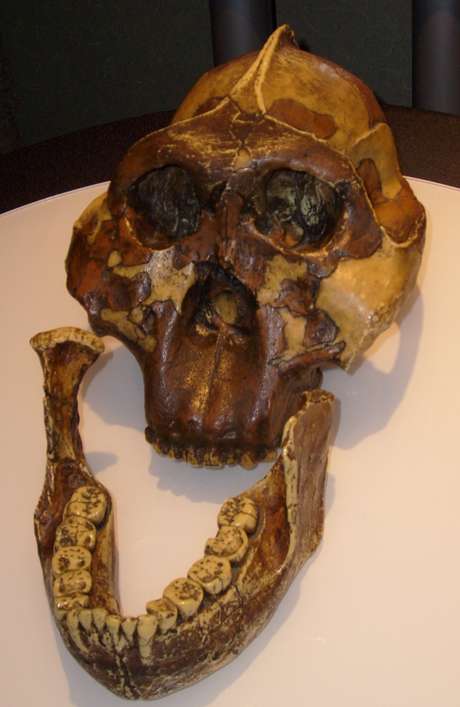 Crânio do Australopithecus boisei - um dos primeiros hominídeos que viveram no Leste da África - foi descoberto por Mary Leakey em 1959 Crânio do Australopithecus boisei - um dos primeiros hominídeos que viveram no Leste da África - foi descoberto por Mary Leakey em 1959