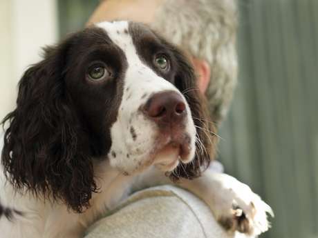Cães colaboram não só com carinho e companheirismo, mas também com a saúde <p>Cães colaboram não só com carinho e companheirismo, mas também com a saúde</p>