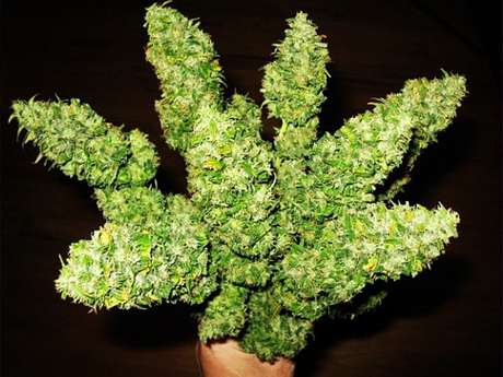 Twitter <p>Rihanna presumió orgullosamente su regalo de hojas de marihuana.</p>
