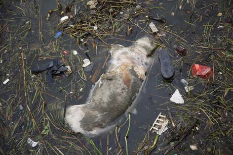 Porco morto boia em rio de Xangai, na China, de onde mais de 15 mil animais estão sendo retirados <p>Porco morto boia em rio de Xangai, na China, de onde mais de 15 mil animais estão sendo retirados</p>