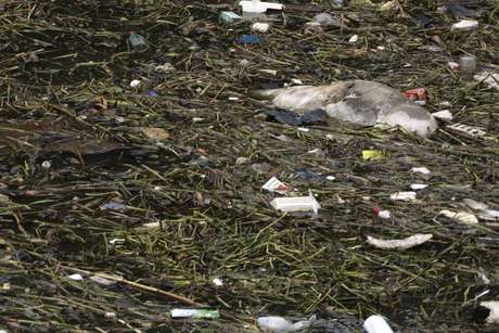 Porcos mortos foram retirados do rio Huangpu de Xangai <p>Porcos mortos foram retirados do rio Huangpu de Xangai</p>