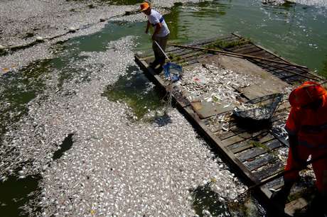 A mortandade de peixes já é a segunda maior da história na lagoa <p>A mortandade de peixes já é a segunda maior da história na lagoa</p>