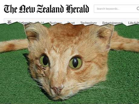 Taxidermista fez tapete com gato encontrado na beira da estrada Taxidermista fez tapete com gato encontrado na beira da estrada