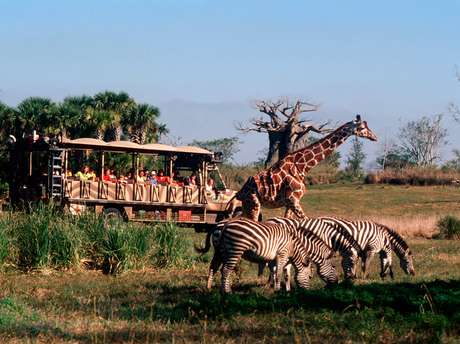 Animal Kingdom <p>Animal Kingdom</p>