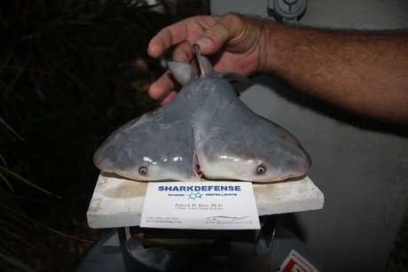 Imagem divulgada nesta terça-feira mostra o feto com duas cabeças, descoberto por um pescador do México Imagem divulgada nesta terça-feira mostra o feto com duas cabeças, descoberto por um pescador do México