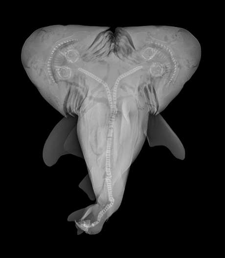 Radiografia mostra a anomalia na divisão do embrião. A descoberta foi feita há dois anos, mas comprovada cientificamente somente agora Radiografia mostra a anomalia na divisão do embrião. A descoberta foi feita há dois anos, mas comprovada cientificamente somente agora