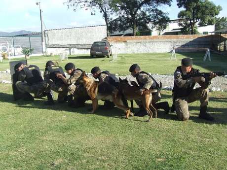 Segundo a PM, os cães dispensados pela corporação têm entre 9 meses e 3 anos e não se adaptaram às funções da atividade policial Segundo a PM, os cães dispensados pela corporação têm entre 9 meses e 3 anos e não se adaptaram às funções da atividade policial