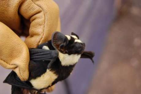 O gênero, chamado de Niumbaha, foi descrito após a captura de um espécime na região, que tem manchas e listras parecidas com as de um panda O gênero, chamado de Niumbaha, foi descrito após a captura de um espécime na região, que tem manchas e listras parecidas com as de um panda