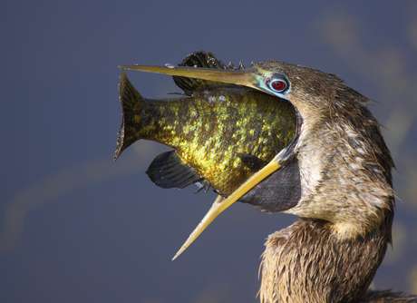 Javier Parrilla Perez flagrou um momento em que uma ave exagerou na gula e quase n&atilde;o conseguiu engolir a presa