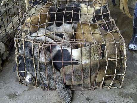Animais são recolhidos por comerciantes ilegais que fornecem os bichos à indústria canina da China e do Vietnã Animais são recolhidos por comerciantes ilegais que fornecem os bichos à indústria canina da China e do Vietnã