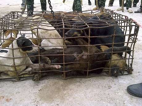 Nas províncias próximas à fronteira de Laos, organizações de proteção dos animais afirmam que já quase não se vê cães de nenhuma raça Nas províncias próximas à fronteira de Laos, organizações de proteção dos animais afirmam que já quase não se vê cães de nenhuma raça