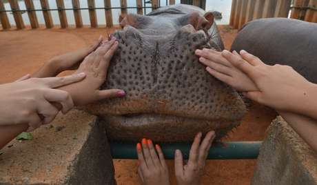 <p>O Projeto Zoo Toque leva estudantes ao zool&oacute;gico para descobrirem, pelo tato, como s&atilde;o os animais</p>