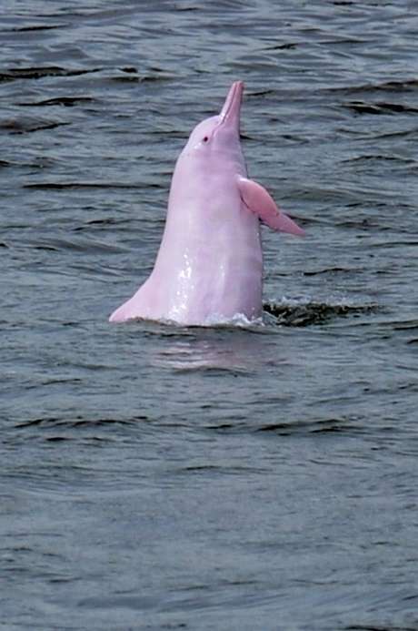 Golfinho-branco chinês, mais conhecido como "golfinho rosa" (imagem de arquivo), corre perigo em Hong Kong <p>Golfinho-branco chinês, mais conhecido como "golfinho rosa" (imagem de arquivo), corre perigo em Hong Kong</p>