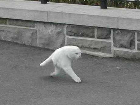 Gato pela metade teria sido descoberto no Google Street View Gato pela metade teria sido descoberto no Google Street View