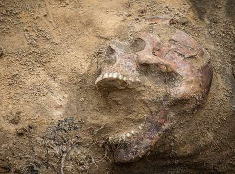 <p>Restos humanos s&atilde;o vistos durante exuma&ccedil;&atilde;o de cova comum de cemit&eacute;rio militar do per&iacute;odo stalinista em Vars&oacute;via, na Pol&ocirc;nia. Acredita-se que o local abrigue ossadas de mais de 200 v&iacute;timas da repress&atilde;o sovi&eacute;tica no per&iacute;odo posterior &agrave; Segunda Guerra Mundial. O objetivo da iniciativa &eacute; identificar os mortos</p>