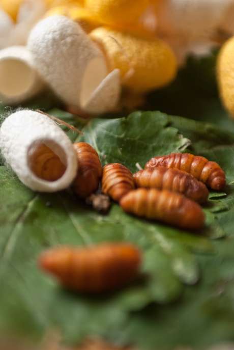 Getty Images <p>Vietnamitas, chineses e coreanos apreciam os casulos do bicho-da-seda fritos ou cozidos </p>
