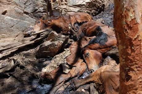 Os defensores do abate dizem que os corpos dos animais - que estão morrendo de fome e sede - estão poluindo a água da região e impactando no ecossistema Os defensores do abate dizem que os corpos dos animais - que estão morrendo de fome e sede - estão poluindo a água da região e impactando no ecossistema