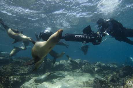 Equipe mergulha com leões marinhos enquanto faz imagens do fundo do mar na ilha para o Street View Equipe mergulha com leões marinhos enquanto faz imagens do fundo do mar na ilha para o Street View