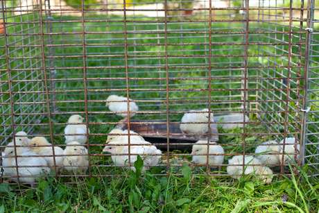 Frango vivo perde importância no Brasil e corresponde somente a 3% da avicultura nacional Frango vivo perde importância no Brasil e corresponde somente a 3% da avicultura nacional