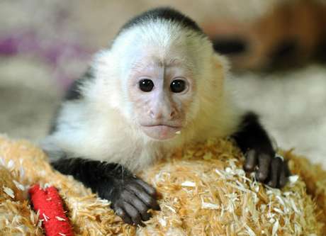Um macaco que pertenceu ao popstar canadense Justin Bieber foi levado a um parque de animais selvagens na Alemanha <p>Um macaco que pertenceu ao popstar canadense Justin Bieber foi levado a um parque de animais selvagens na Alemanha</p>