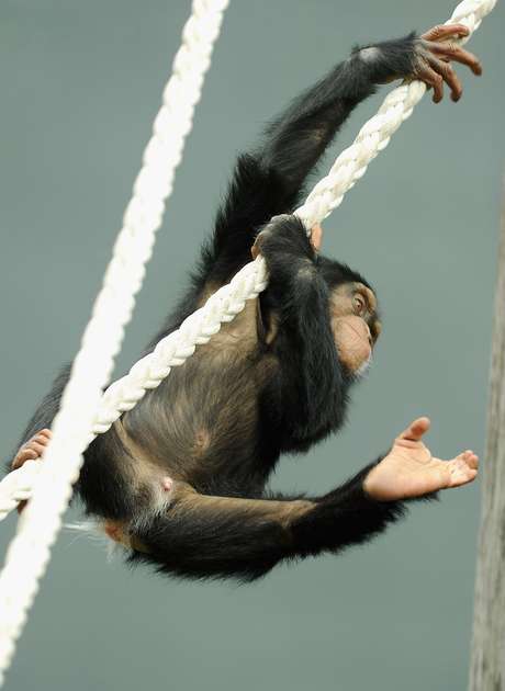 Institutos irão "aposentar" chimpanzés Institutos irão "aposentar" chimpanzés
