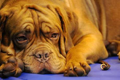 Cão da raça dogue de Bordéus, usada pelos traficantes Cão da raça dogue de Bordéus, usada pelos traficantes