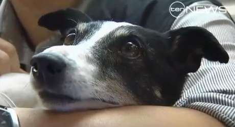 Cãozinho teve ainda ferimentos na cabeça e fratura na pélvis Cãozinho teve ainda ferimentos na cabeça e fratura na pélvis