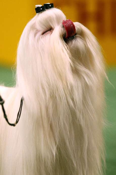 Infecção causada por bactéria presente na saliva dos cães é rara em humanos Infecção causada por bactéria presente na saliva dos cães é rara em humanos