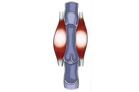 Sport Life <p>Difusión</p>