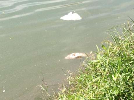 Mortes de peixes, frequentes no parque, não são causadas por falta de oxigênio ou poluição, garante Secretaria do Verde e do Meio Ambiente Mortes de peixes, frequentes no parque, não são causadas por falta de oxigênio ou poluição, garante Secretaria do Verde e do Meio Ambiente