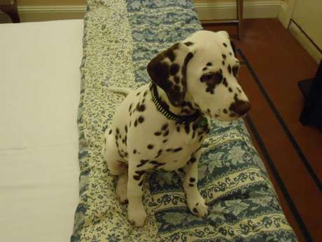 The Hughenden, Austrália: durante uma viagem à Austrália com seu cachorro, o lugar indicado para se hospedar é o The Hughenden <p><strong>The Hughenden, Austrália:</strong> durante uma viagem à Austrália com seu cachorro, o lugar indicado para se hospedar é o The Hughenden</p>