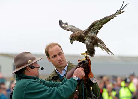William recebe um falcão das mãos de treinador durante feira em Anglesey, no País de Gales William recebe um falcão das mãos de treinador durante feira em Anglesey, no País de Gales
