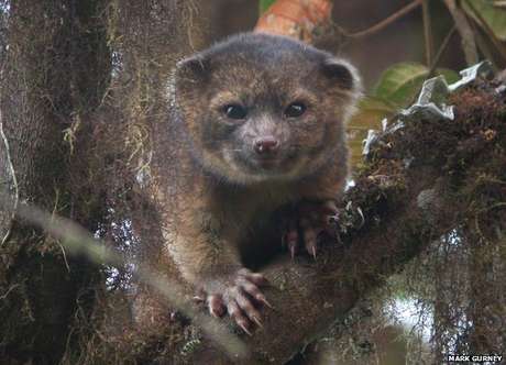 Nova espécie foi confirmada por DNA. É o primeiro mamífero carnívoro das Américas em 35 anos Nova espécie foi confirmada por DNA. É o primeiro mamífero carnívoro das Américas em 35 anos