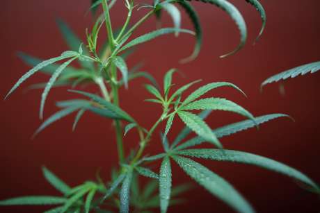 Eleitores aprovam a criação de uma taxa de 15% sobre a venda no atacado de maconha e outra adicional de 10% sobre o preço no varejo <p>Eleitores aprovam a criação de uma taxa de 15% sobre a venda no atacado de maconha e outra adicional de 10% sobre o preço no varejo</p>
