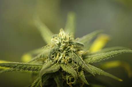 Se lei de Nova Jersey passar, cultivadores vão poder plantar mais do que três estirpes da maconha medicinal Se lei de Nova Jersey passar, cultivadores vão poder plantar mais do que três estirpes da maconha medicinal
