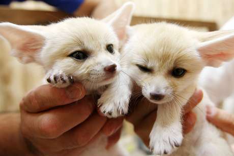 <p><b>1&ordm; lugar: Feneco</b><br />Ap&oacute;s a descoberta do olinguito, a rede de televis&atilde;o americana CNN atualizou sua lista com os animais &quot;mais fofos&quot; do mundo. O animal - que parece uma mistura de gato dom&eacute;stico com urso de pel&uacute;cia, segundo os pesquisadores -, por&eacute;m, n&atilde;o est&aacute; entre os escolhidos para a lista com as 20 maiores fofuras do mundo animal. O topo do p&oacute;dio ficou com um bicho pouco conhecido: o feneco. Leia mais sobre o olinguito&nbsp;-</p>