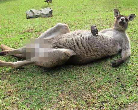 Canguru teve os órgãos genitais censurados <p>Canguru teve os órgãos genitais censurados</p>