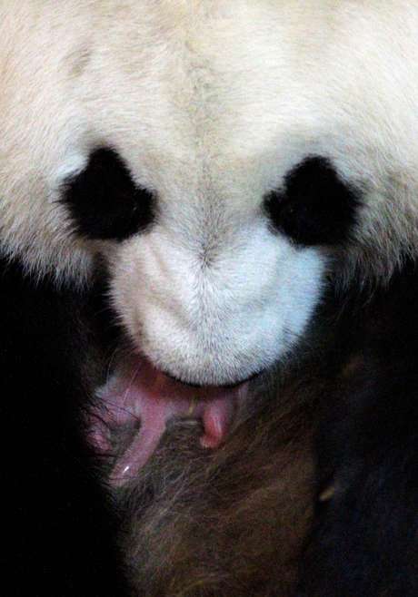 O filhote de panda nasceu nesta madrugada, após 131 dias de gestação O filhote de panda nasceu nesta madrugada, após 131 dias de gestação