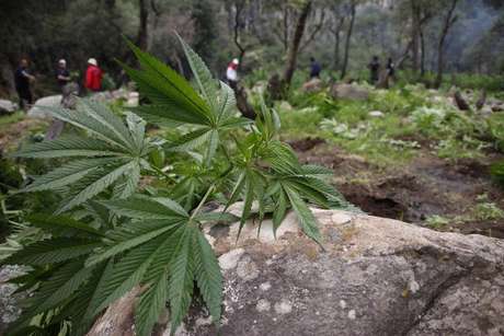 AFP en español <p>México permite actualmente la tenencia de hasta cinco gramos de marihuana para consumo propio y establece delitos penales para cualquier cantidad superior.</p>