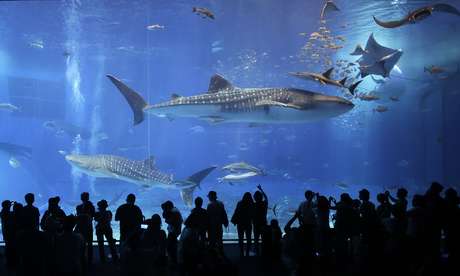 Visitantes observam baleias e arrais em um dos maiores tanques do mundo, no Japão Visitantes observam baleias e arrais em um dos maiores tanques do mundo, no Japão
