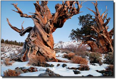 Rick Goldwaser / Wikimedia <p>Dia da Árvore: floresta na Califórnia tem as mais antigas árvores do planeta</p>