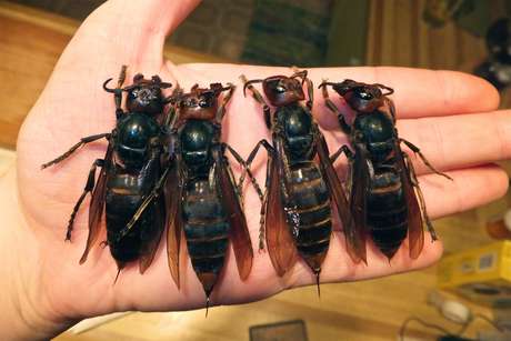 A vespa gigante asiática (Vespa mandarinia) está causando dezenas de mortes na Ásia <p>A vespa gigante asiática (<em>Vespa mandarinia</em>) está causando dezenas de mortes na Ásia</p>