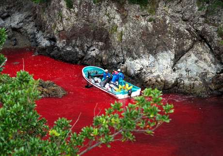 Iniciativa de reserva natural, que pode abrir suas portas em cinco anos, não significa o fim da pesca em Taiji <p>Iniciativa de reserva natural, que pode abrir suas portas em cinco anos, não significa o fim da pesca em Taiji</p>