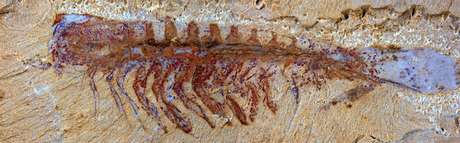 Fóssil de ancestral das aranhas e escorpiões foi descoberto na China Fóssil de ancestral das aranhas e escorpiões foi descoberto na China
